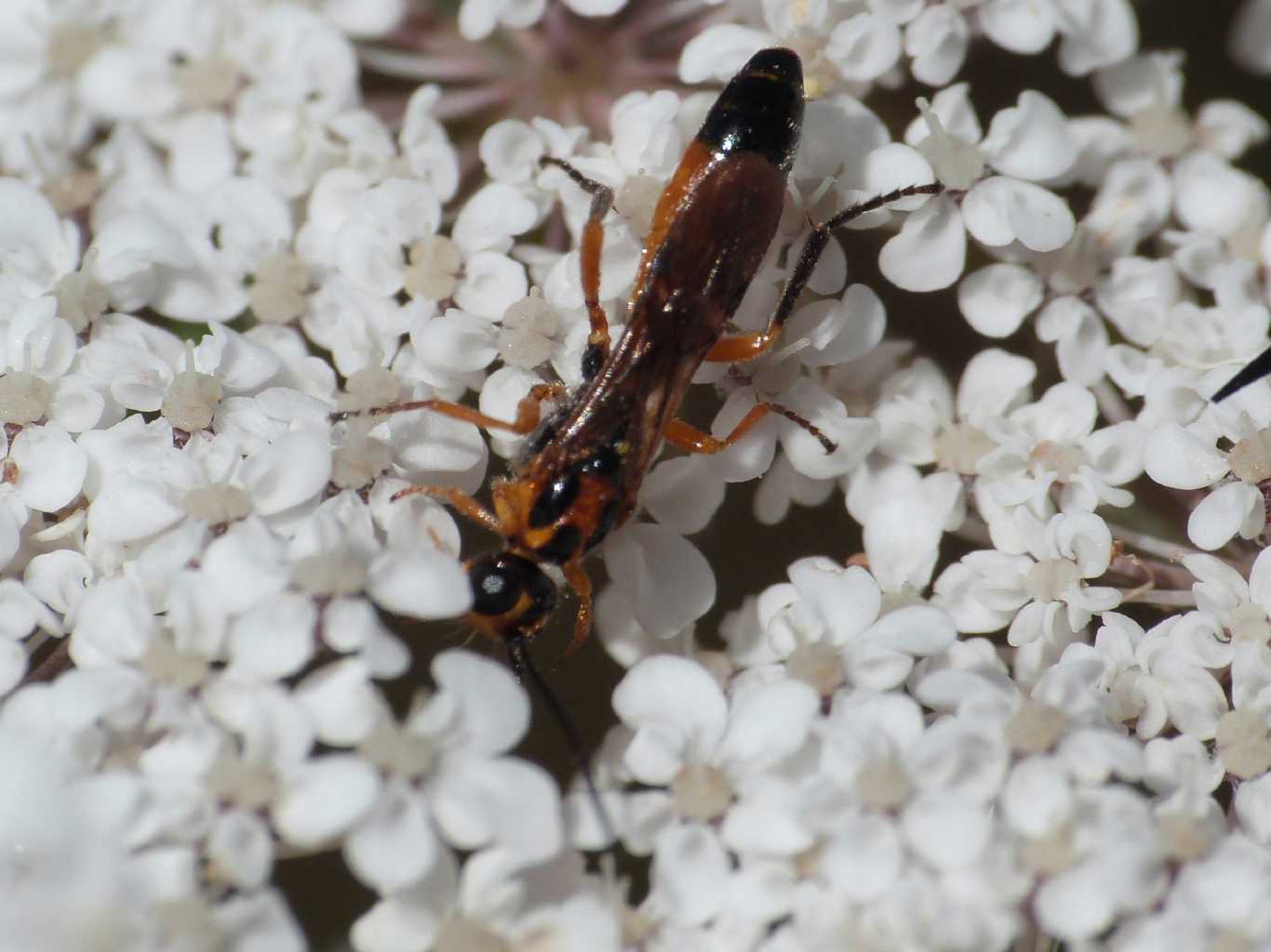 Piccolo Ichneumonidae?